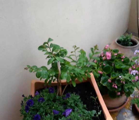 Lägenhet Punta Milna Hvar Town