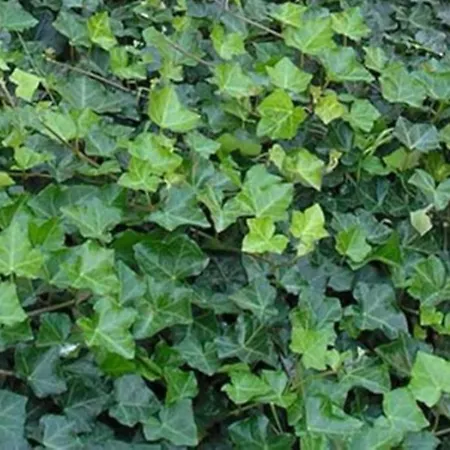 Punta Milna شقة *