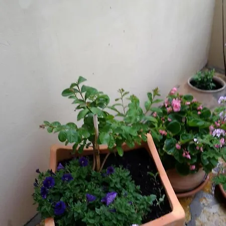 Apartman Punta Milna Hvar Town