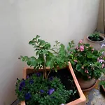 דירה Punta Milna חוואר